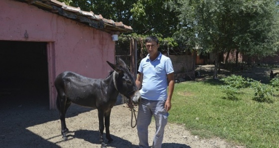 Eşeği kamyonetin kasasına bağlayarak çeken bekçi konuştu