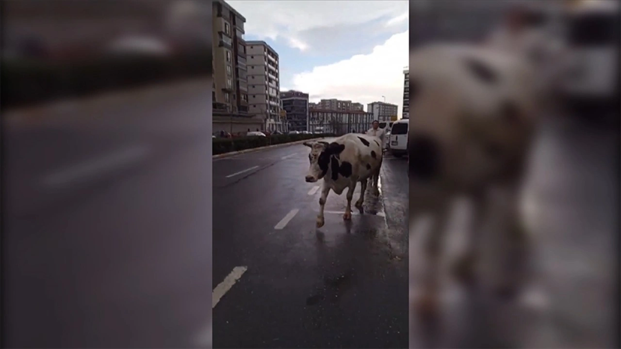 Esenyurt'ta caddede başıboş dolaşan inek, sürücülere zor anlar yaşattı