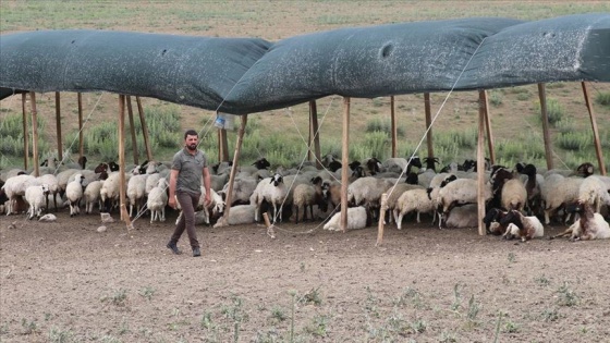 Eşinin altınlarını satarak aldığı hayvanların sayısını 5 yılda 1300'e yükseltti