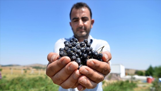 Eşinin sağlığı için yetiştirdiği 'süper meyve'de taleplere yetişemiyor