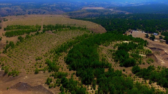 Eski maden sahaları milyonlarca ağaçla yeşile büründü