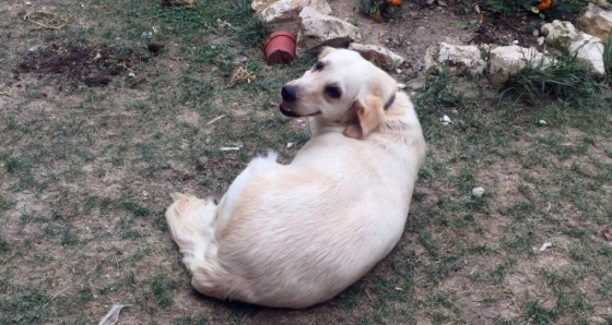 Evin bahçesinden köpek hırsızlığı