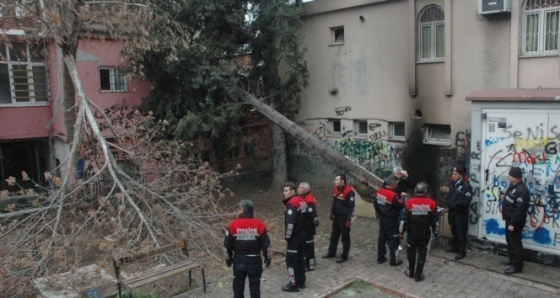 Evin üzerine ağaç devrildi