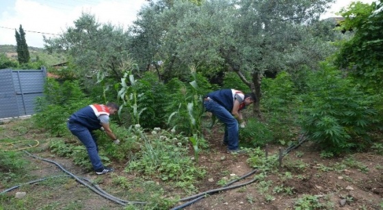 Evinde uyuşturucu yetiştiren şahıs yakalandı