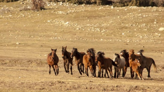 Eynif Ovası'nın yılkı atları belgesele konu oldu