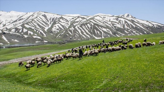 Faraşin Yaylası besicileri ağırlıyor