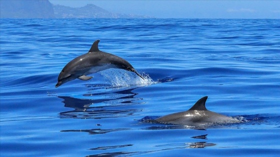 Faroe Adaları’ndaki 'festivalde' 1500'e yakın balina ve yunus katledildi