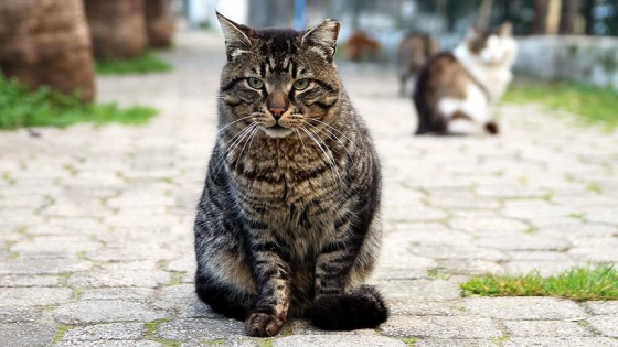 Fas parlamentosunun genişletilmesine 'kedi' engeli