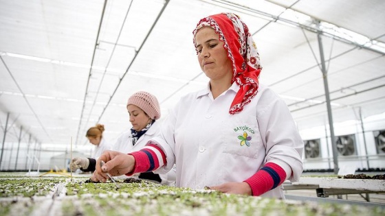 Fesleğen üretimiyle başlayıp 'çiçeğin başkenti' oldular