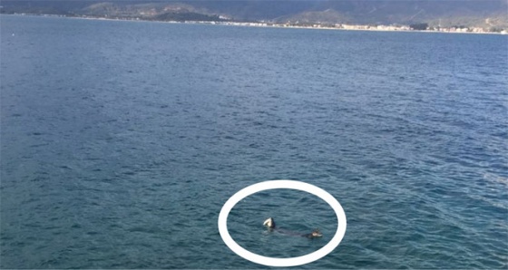 Fethiye Körfezi'nde fok balığı görüntülendi