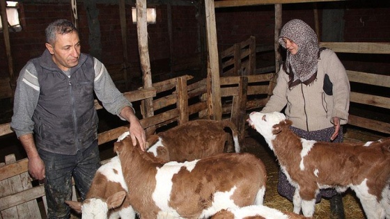 Fıkra gibi oldu, hayvanlar '5 gitti, 7 geldi'