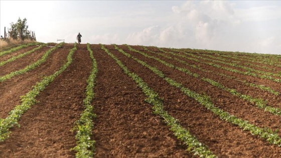 Filistin hükümetinden İsrail&#039;e bağımlılığı sonlandıracak tarımsal kalkınma projesi