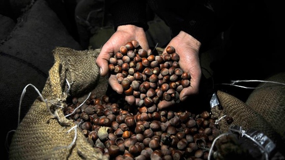 'Fındık hava şartlarından olumsuz etkilendi'