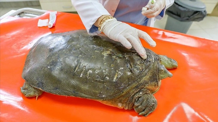 Fırat kaplumbağasının kırılan kabuğu çelik telle birleştirildi