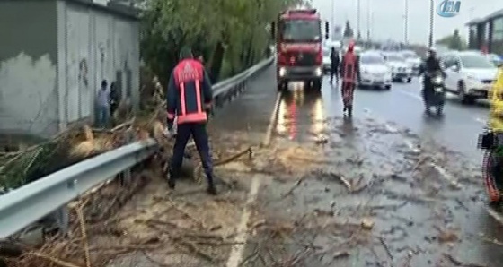 Fırtına nedeniyle otoyola ağaç devrildi