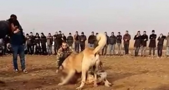 Fıstık bahçesinde kanlı köpek dövüşü