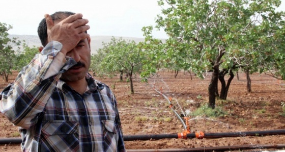 Fıstık üreticisini bekleyen tehlike!