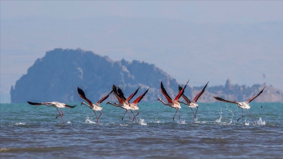 'Flamingo cenneti' Erçek Gölü kesin korunacak hassas alan ilan edildi