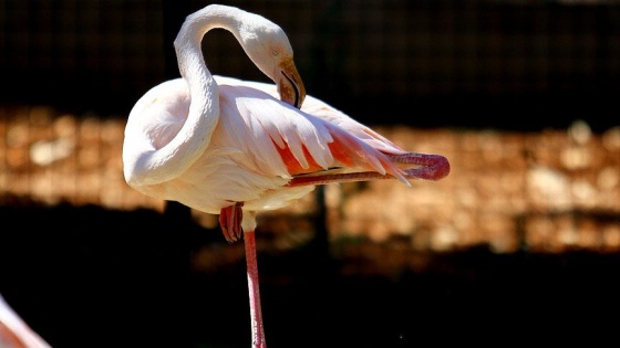 Flamingolar tek ayak üstünde enerjiden tasarruf ediyor