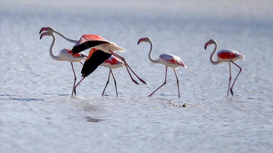 Flamingoların Yarışlı Gölü'ndeki görsel şöleni ilgi çekiyor