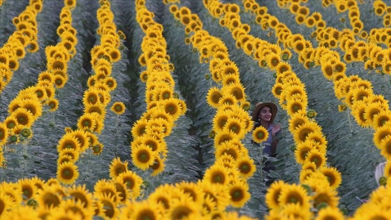 Fotoğraf tutkunlarına bir tarla bir telefon yetiyor