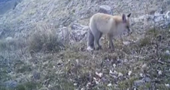 Fotokapanlar nesli tükenmekte olan hayvanları görüntülemeye devam ediyor