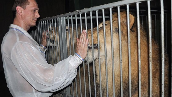 Fransa'da aslan, terbiyecisine saldırdı