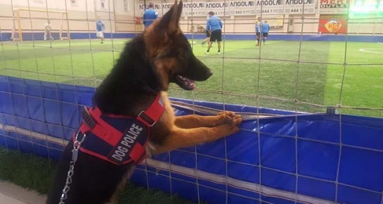 Futbol düşkünü köpek görenleri hayretler içinde bırakıyor