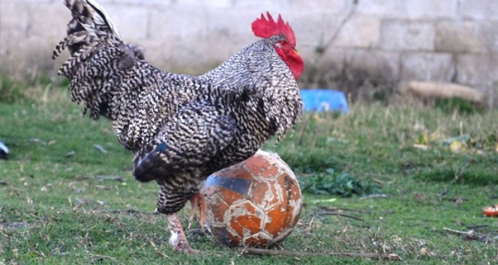 Futbol sihirbazı 'Horozoviç'