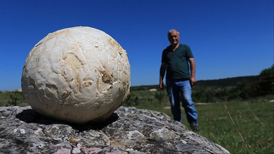 Futbol topu sandı 5 kilogram ağırlığında mantar çıktı