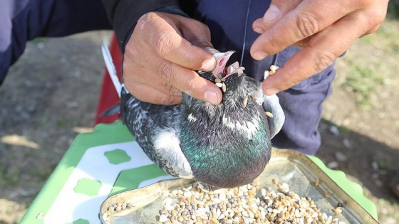 Gagası kırık güvercinine "bebek" gibi bakıyor