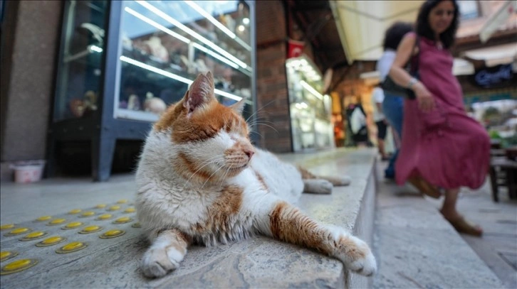 Garfield'a benzerliğiyle dikkati çeken Tarçın, 17 yıldır tarihi hanı mesken tutuyor