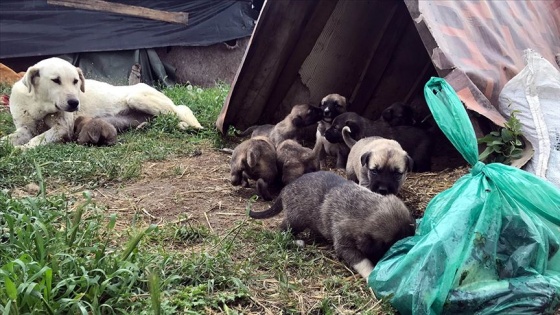 'Garip'in yavruları için mücadelesi