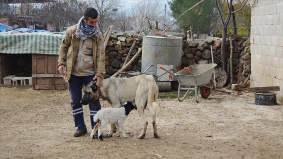 Gaziantep'te dişi köpek kendi yavrularının yanı sıra bir kuzuya da annelik ediyor