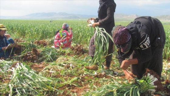 Gaziantep'te yeşil sarımsak hasadı başladı