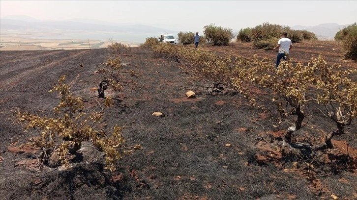 Gaziantep'te çıkan anız yangınında asmalar ve zeytin ağaçları zarar gördü