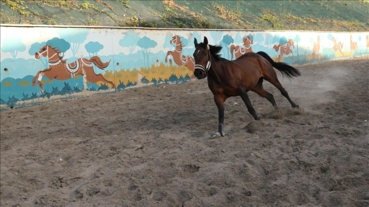 Gaziantep'teki Geleneksel Sporlar Merkezi'nde atlara pansiyon hizmeti veriliyor