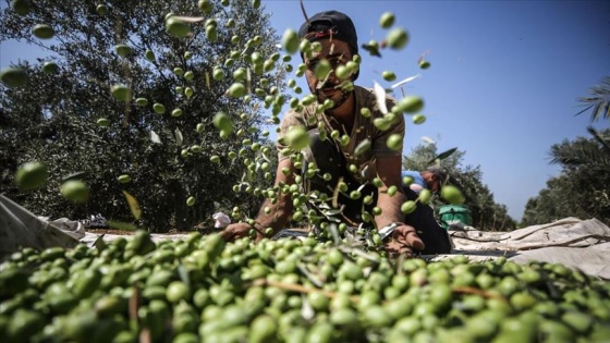 Gazze'de zeytin hasadı başladı