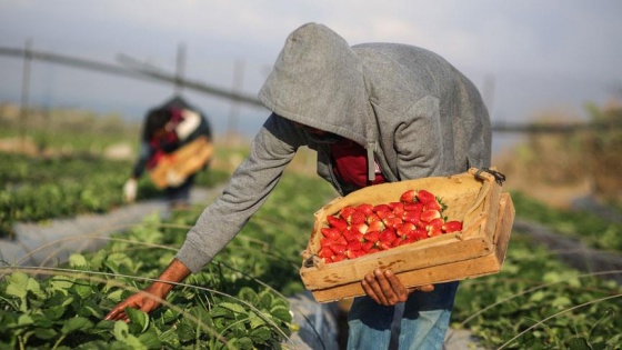 Gazze'deki çilekler ablukayı deliyor