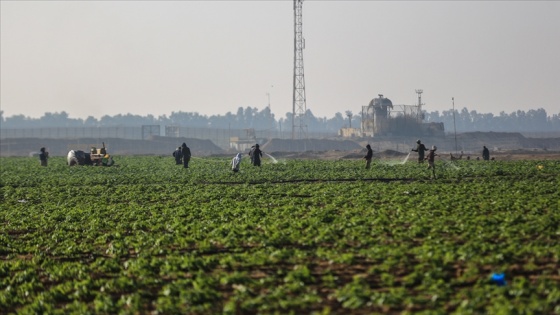Gazze'deki Tarım Bakanlığı sebze ihracatını engelleyen İsrail'den meyve alımını durdurdu