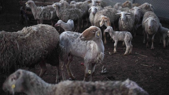 Gazzeli besicilerin korkulu rüyası: Şap hastalığı