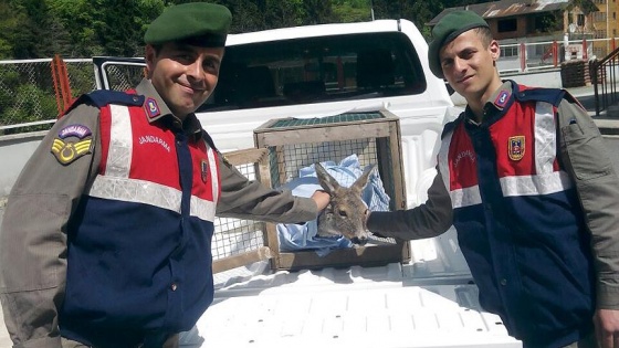 Gebe karacayı jandarma kurtardı