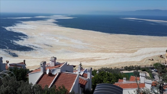 Gebze Teknik Üniversitesi müsilaj oluşumunun etkilerini ve çözüm önerilerini araştırıyor