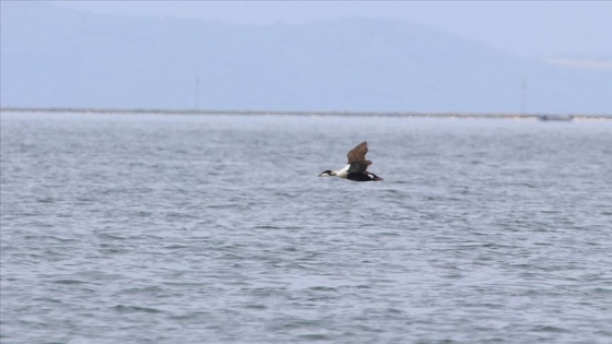 Gediz Deltası'nda yeni bir tür daha: Pufla