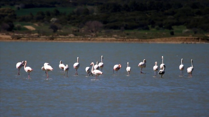 Gelibolu Yarımadası'na göçmen flamingolar bu yıl da geldi