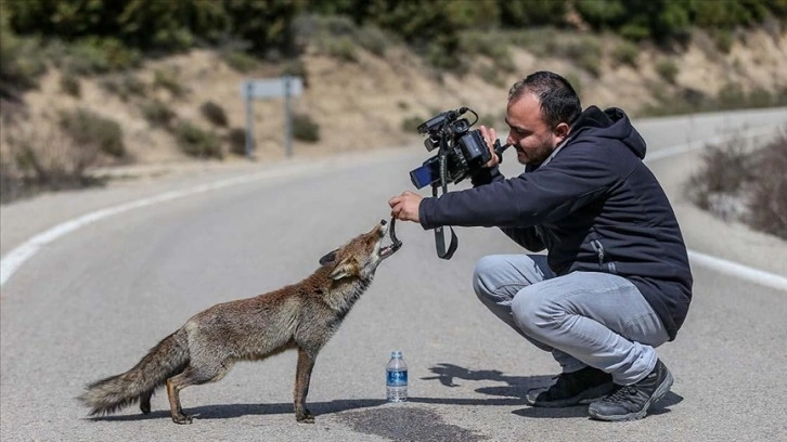 Gelibolu Yarımadası'nın maskot tilkisini ziyaretçiler besliyor