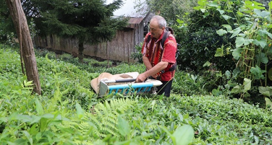 Geliştirdiği makineyle günde 1 ton çay topluyor