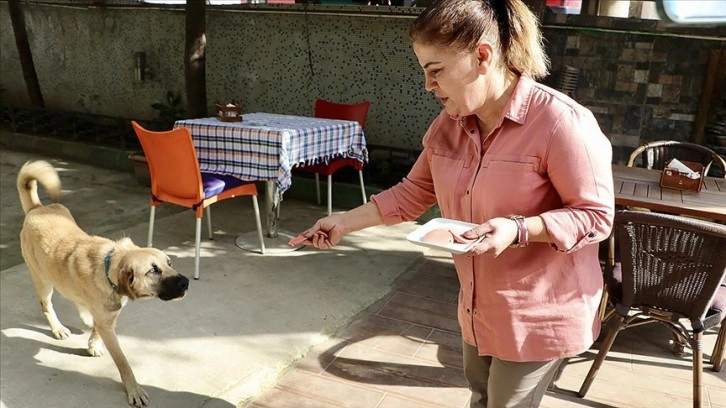 Gençlik hastalığı nedeniyle bakıma ihtiyaç duyan "Badem"e kucak açtı