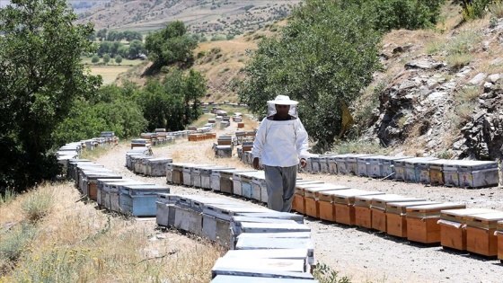 Gezgin arıcıların Muş'un verimli yaylalarına 'tatlı' yolculuğu başladı