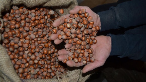 Giresun'daki lisanslı depoya 32 bin 570 ton fındık girdi